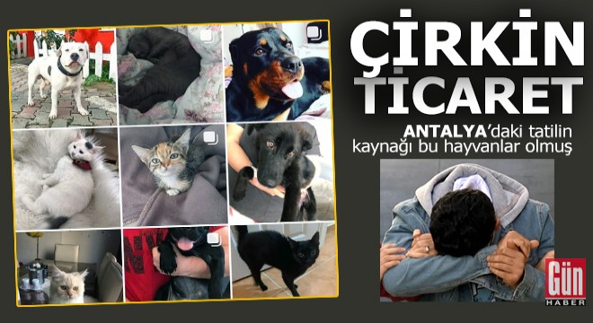 Bu hayvanlar sayesinde Antalya'da lüks tatil yapmış