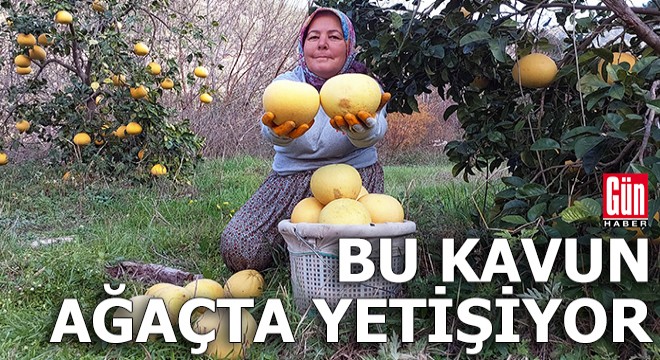Bu kavun ağaçta yetişiyor