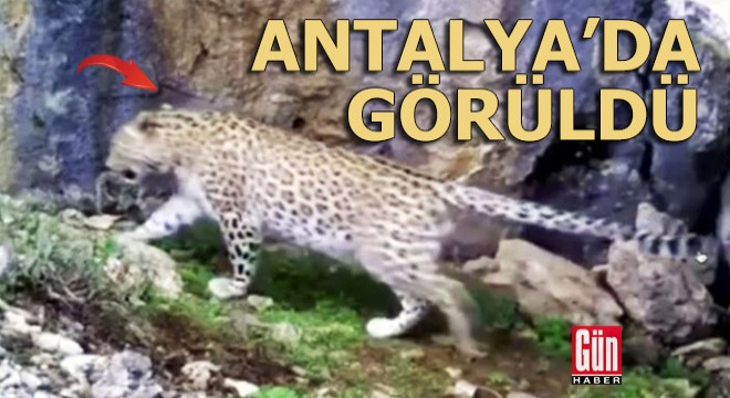 Bu kez Antalya'da görüldü!