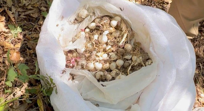 Bu sarımsağı koparmanın bedeli ağır oldu