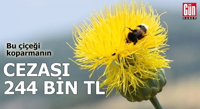 Bu çiçeği koparmanın cezası 244 bin TL