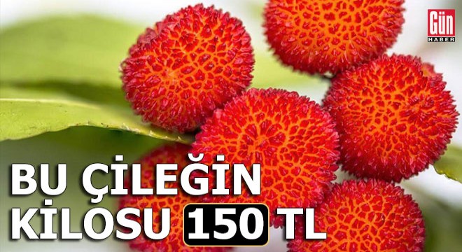 Bu çileğin kilosu 150 lira