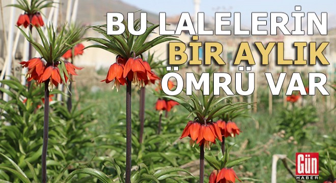 Bu lalelerin bir aylık ömrü var