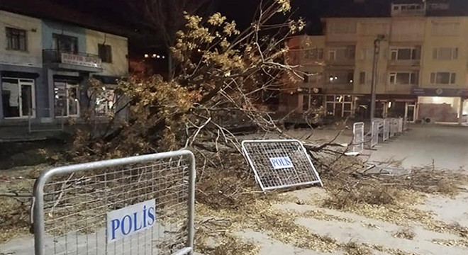 Bucak ta fırtına ağacı devirdi