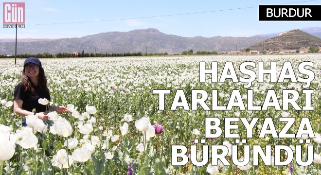 Bucak ta haşhaş tarlaları beyaza büründü