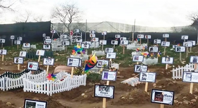 Bunu da gördük: Ölü hayvan fırsatçılığı