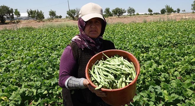 Burdurlu fasulye üreticisi dertli