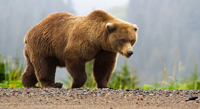 Bursa kent merkezinde ayı paniği
