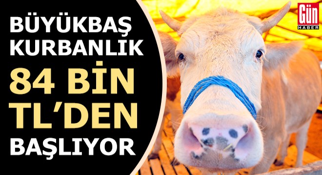 Büyükbaş kurbanlık 84 bin TL'den başlıyor