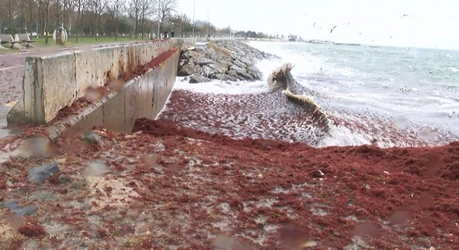 Caddebostan Sahili'ni kırmızı yosunlar sardı