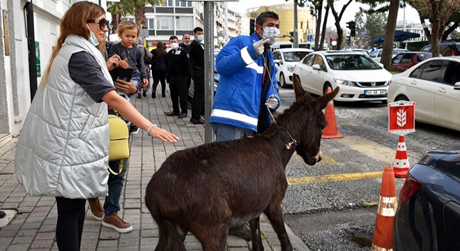 Caddede yürüyen sıpa, sürücülere zor anlar yaşattı