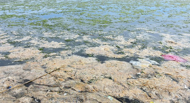 Çakalburnu Lagünü'nde deniz marulu tekrar ortaya çıktı
