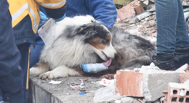 Çalışmalarda yaralanan köpek 'Leader'a sağlıkçı şefkati