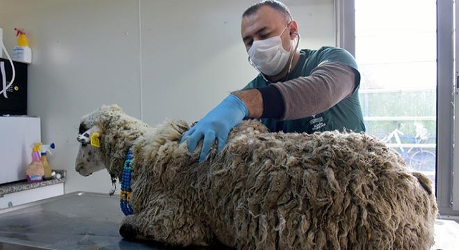Çamura saplanan koyunu belediye ekipleri kurtardı