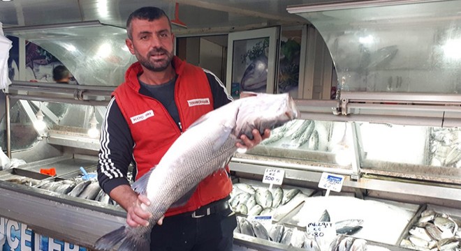 Çanakkale Boğazı'nda 7 kiloluk levrek yakaladı