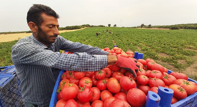 Çanakkale domatesinde hasat başladı