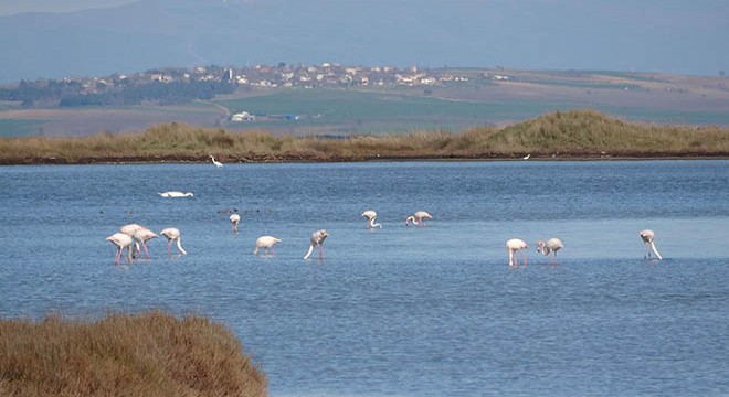 Çardak Lagünü'nün misafirleri flamingolar geldi