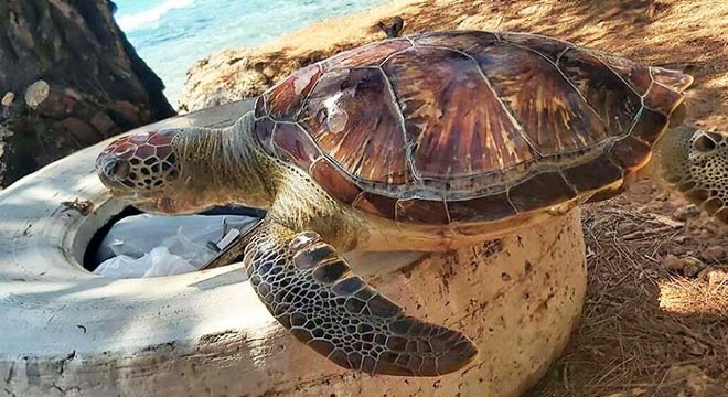 Caretta caretta 'Lara'yı 195 bin kişi izledi