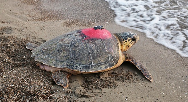 Caretta caretta 'Tuba'yı 7 milyon 767 bin kişi izledi