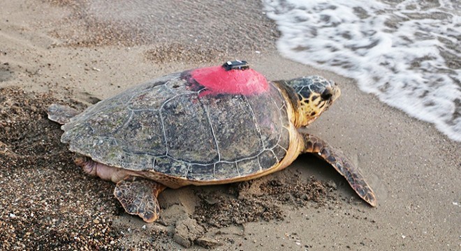Caretta caretta 'Tuba'yı 8 milyon kişi izledi