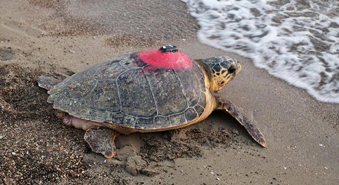 Caretta caretta 'Tuba'yı 9 milyon kişi izledi