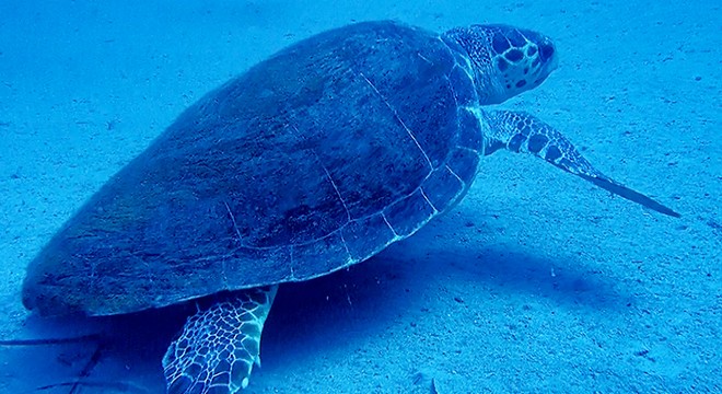 Caretta caretta ile yüzdüğü anları kayıt altına aldı