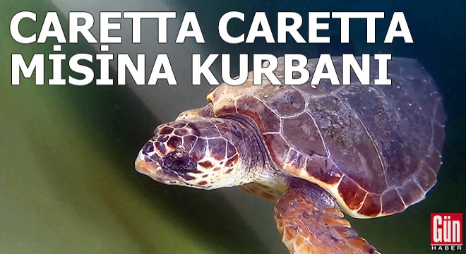 Caretta caretta misina kurbanı