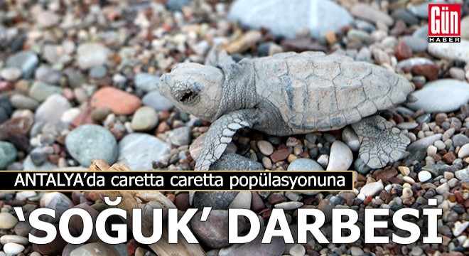 Caretta caretta popülasyonuna 'soğuk' darbesi