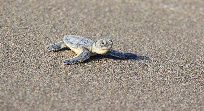 Caretta caretta yavrusunun yuvadan çıkma anı görüntülendi