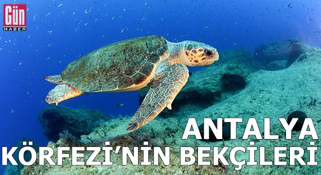 Caretta carettalar, Antalya Körfezi'nin bekçisi