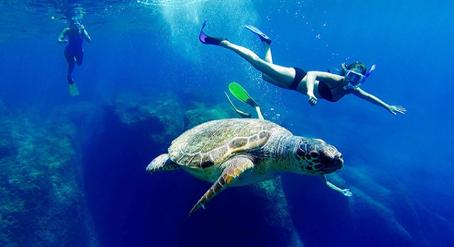 Caretta carettalara dokunmayın uyarısı