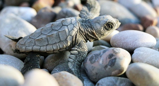 Caretta carettaların yuvadan çıkış süresi 47 güne düştü
