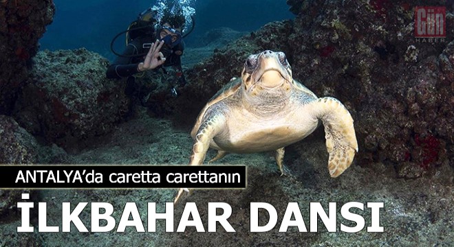 Caretta carettanın ilkbahar dansı