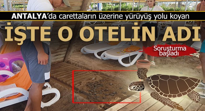 Caretta ölümlerine 3 ayrı soruşturma