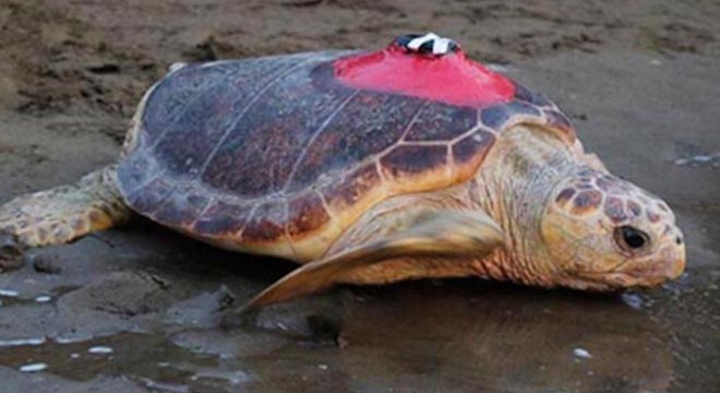 Caretta Tuba 15 bin kilometre katetti, 6 milyon kişi izledi