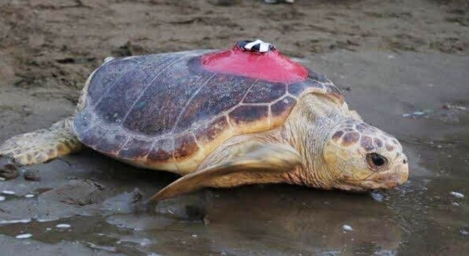 Caretta caretta  Tuba  17 bin 500 kilometre katetti