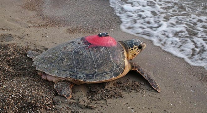 Caretta caretta  Tuba , 7 bin 500 kilometre katetti
