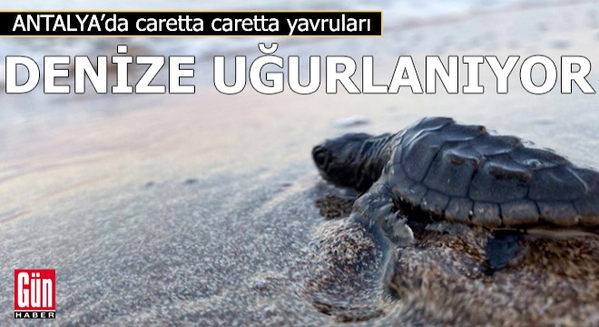 Caretta caretta yavruları denize uğurlanıyor.