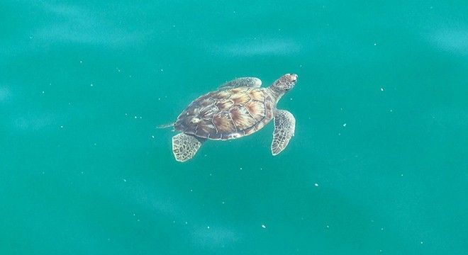 Caretta carettalar balıkçı barınağını mesken tuttu