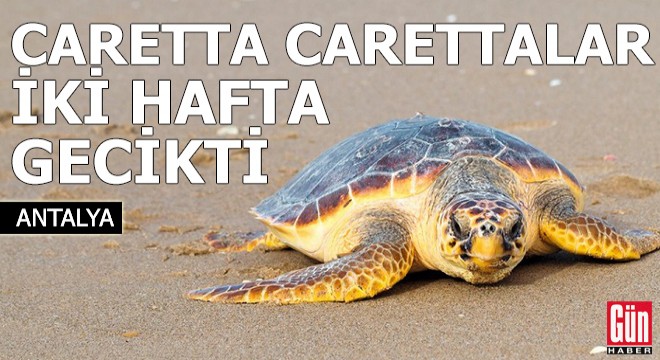 Caretta carettalar bu yıl iki hafta gecikti