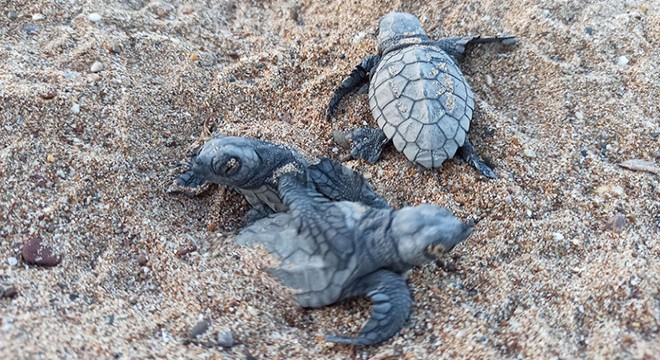 Caretta mücadelesinde yavru sayısı 1,5 milyona ulaştı