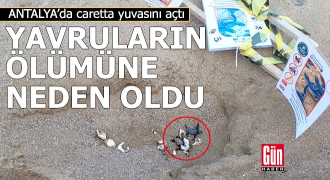 Caretta yuvasını kürekle açtı, yavruların ölümüne neden oldu