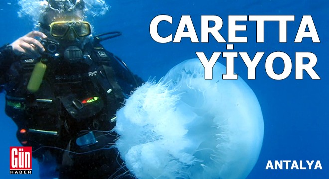 Carettalar, Antalya Körfezi'ni denizanası istilasından koruyor