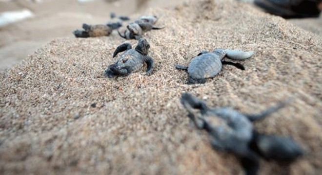 Carreta caretta’lar denizle buluştu
