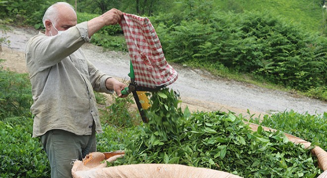 Çay göçü tersine döndü, vakalar azaldı