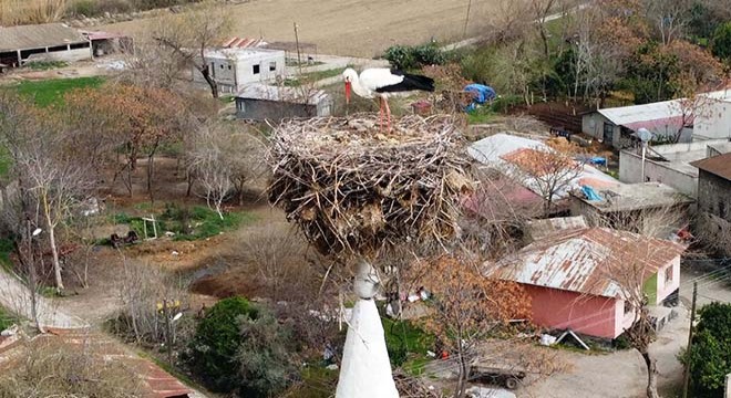 Cami minaresine yuva kuran leylekler köyün simgesi oldu