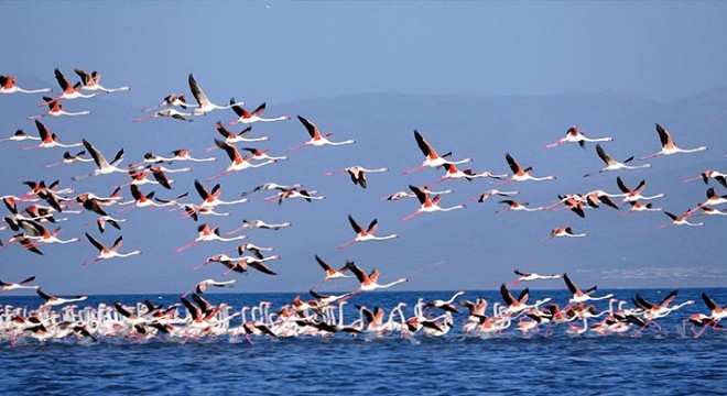Çelebibağ Flamingo Alanı, 'kesin korunacak hassas alan' ilan edildi