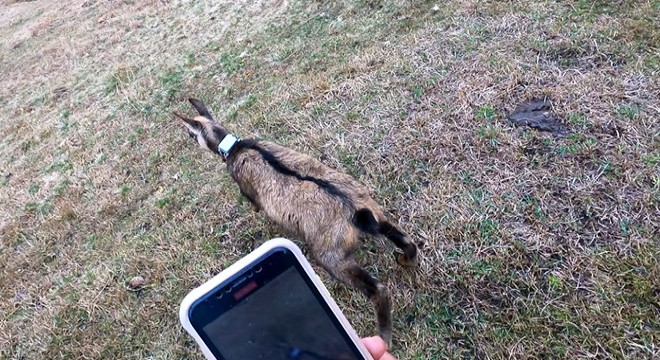 Çengel boynuzlu dağ keçisine GPS'li koruma