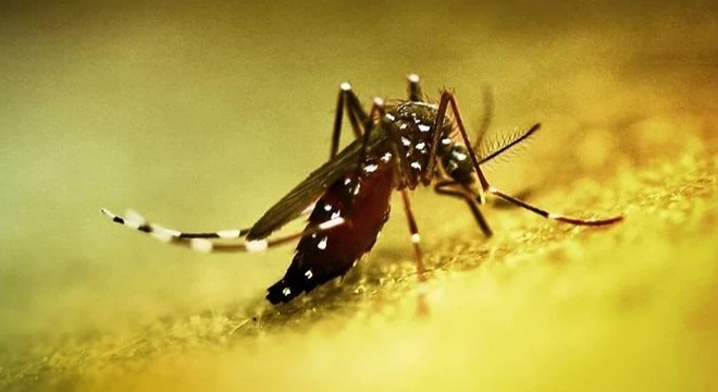 Chikungunya virüsü yayılıyor