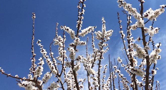 Çiçek açan kayısı ağaçları görsel şöleni